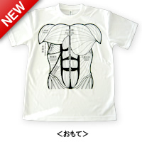おもて Anatomyシリーズ 筋肉Tシャツ・ホワイト・おもて